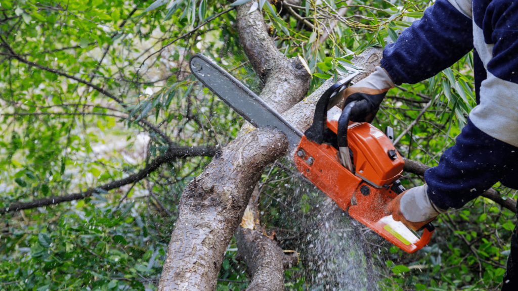 tree cutting service
